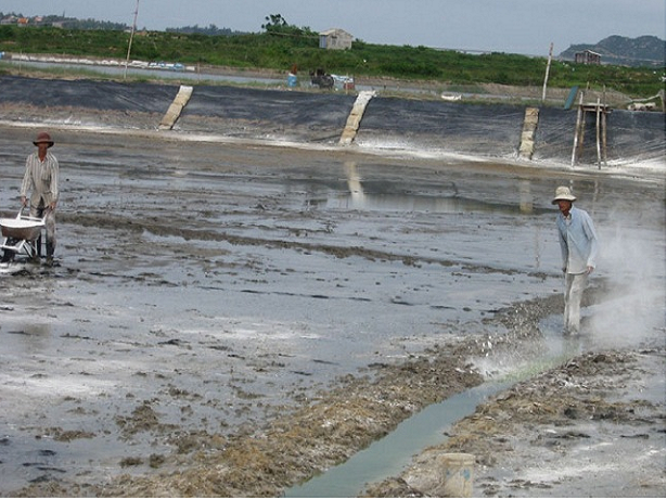 Dolomite lime powder for Aquaculture