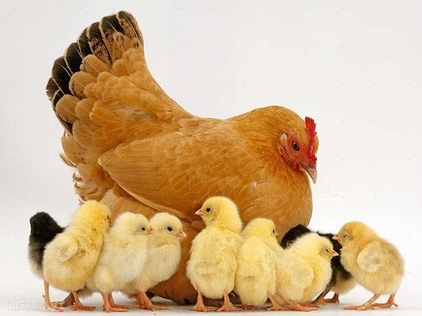 A Guide To Giving Hens The Best Start In Life (Part 1)