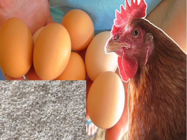 A Guide to Giving Your Layer Hens Enough Calcium