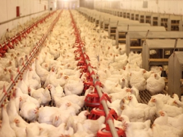 Bangladesh: Poultry Farming To Benefit From Grant