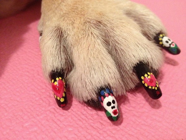 Chúng tôi cam kết làm đẹp cho thú cưng của bạn với những kiểu nail chân mèo nghệ thuật tuyệt vời nhất, do các chuyên gia trong ngành làm đẹp thú cưng tạo ra.