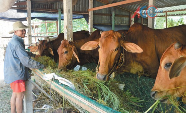 nuôi bò sinh sản