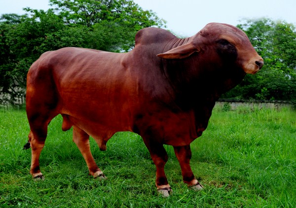 giá bò giống