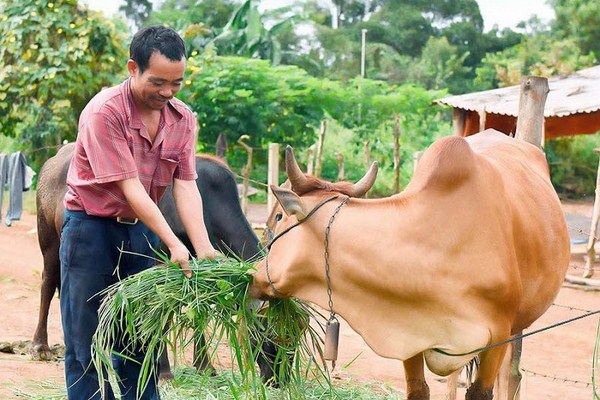 Kỹ thuật nuôi bò