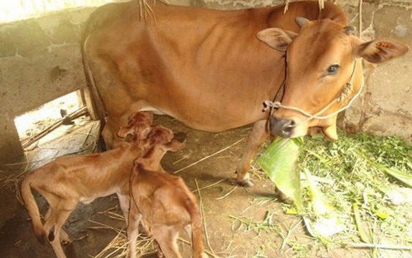 kỹ thuật nuôi bò