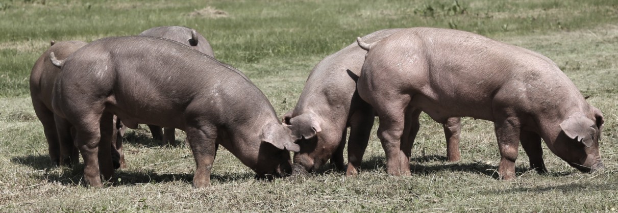 Heo Duroc thượng hạng