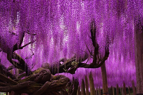  thiên đường hoa tử đằng 