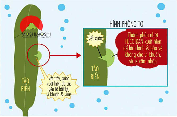 Fucoidan là chất gì?