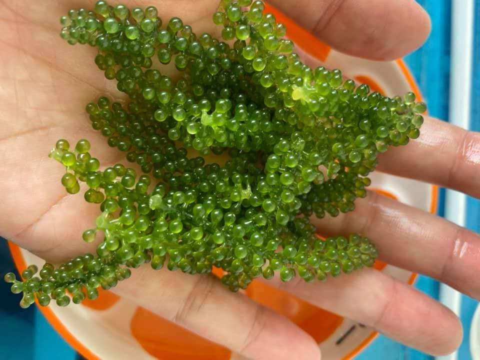 Giá rong nho tươi và khô hiện nay, mua rong nho giá tốt ở đâu