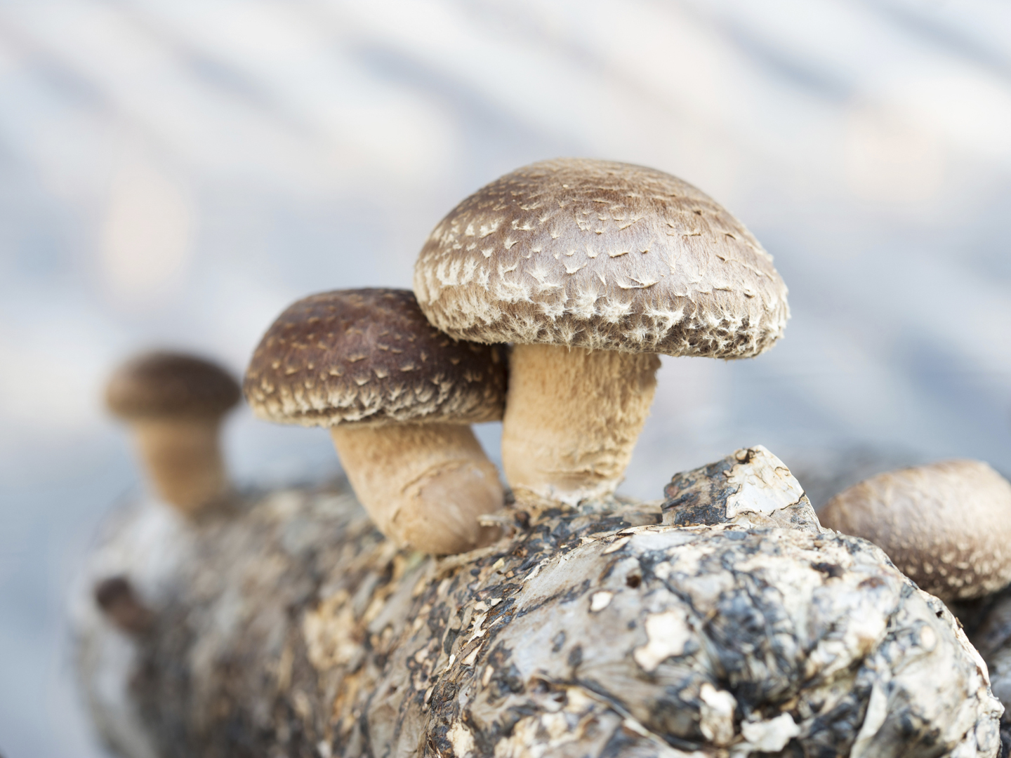 Nấm đông cô Nhật Shitake nấm hương