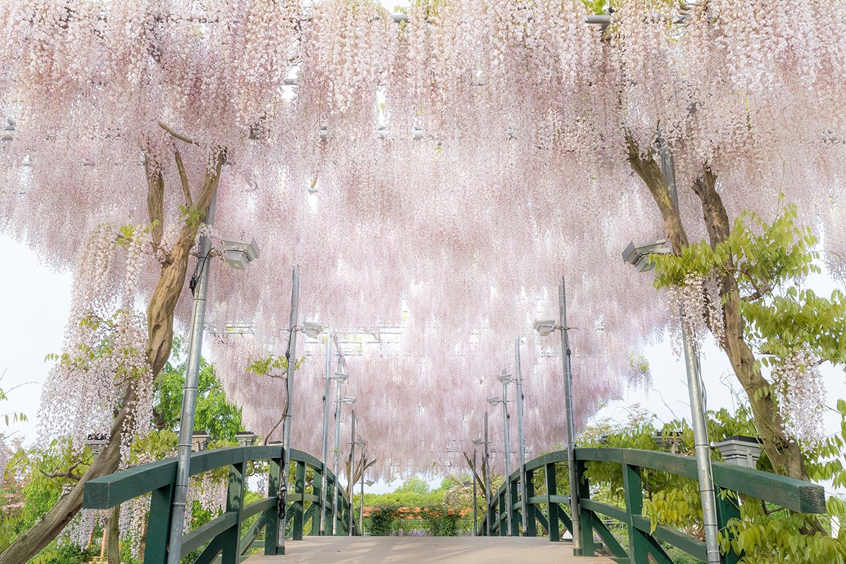  thiên đường hoa tử đằng 