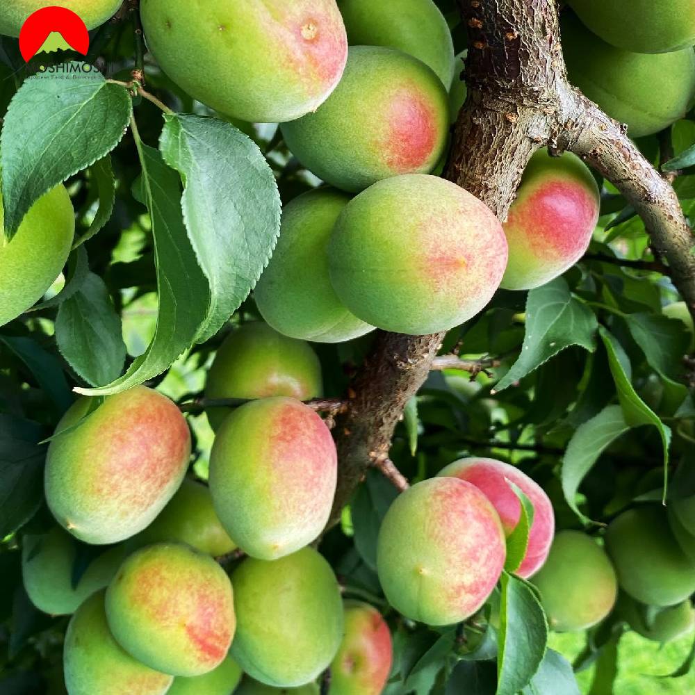 Rượu mơ Oyama Premium trồng từ mơ Nanko