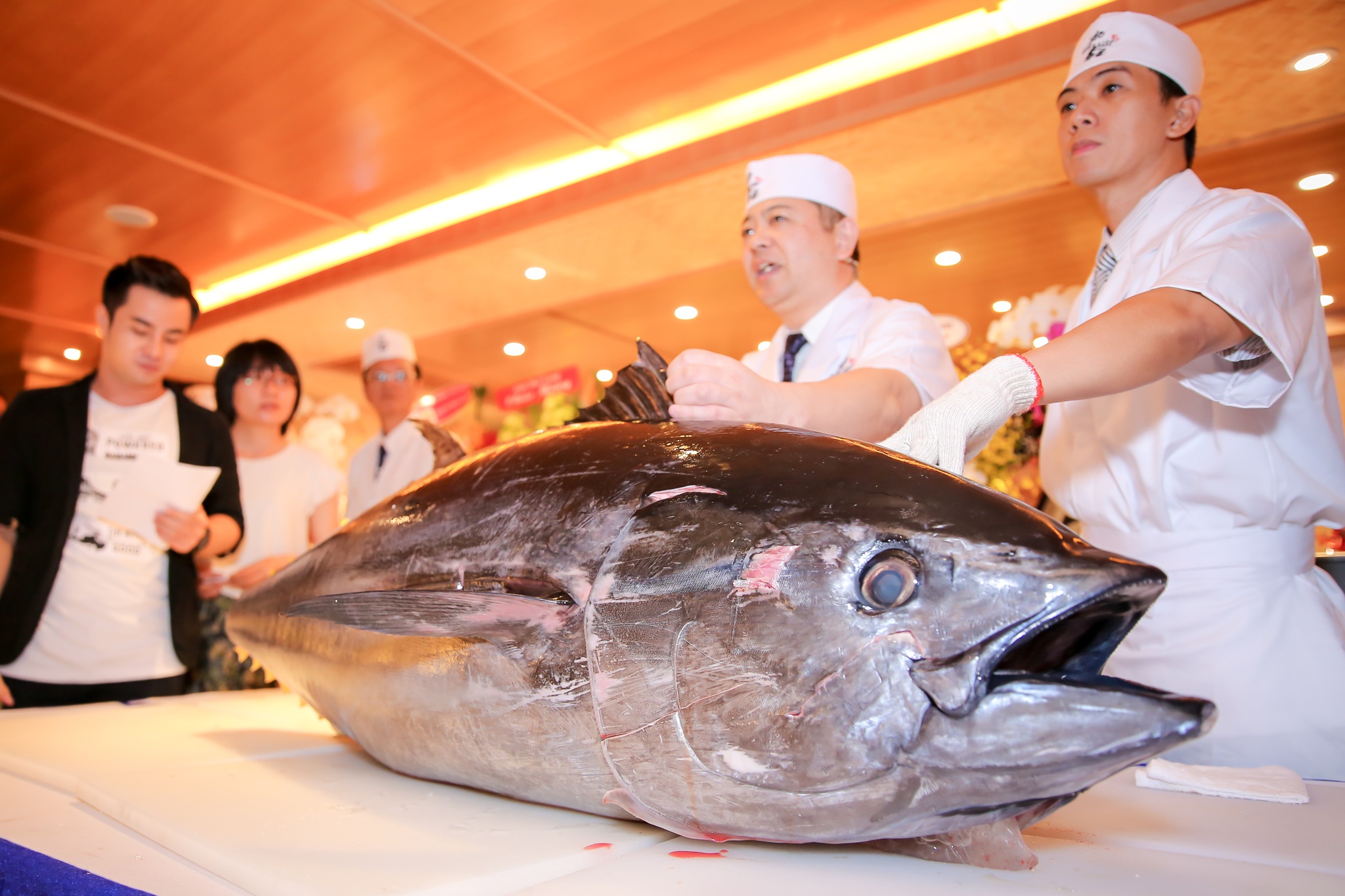 Bí mật về cá ngừ Nhật Bản khổng lồ