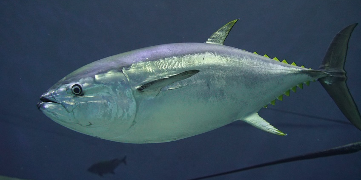 Cá ngừ vây xanh otoro