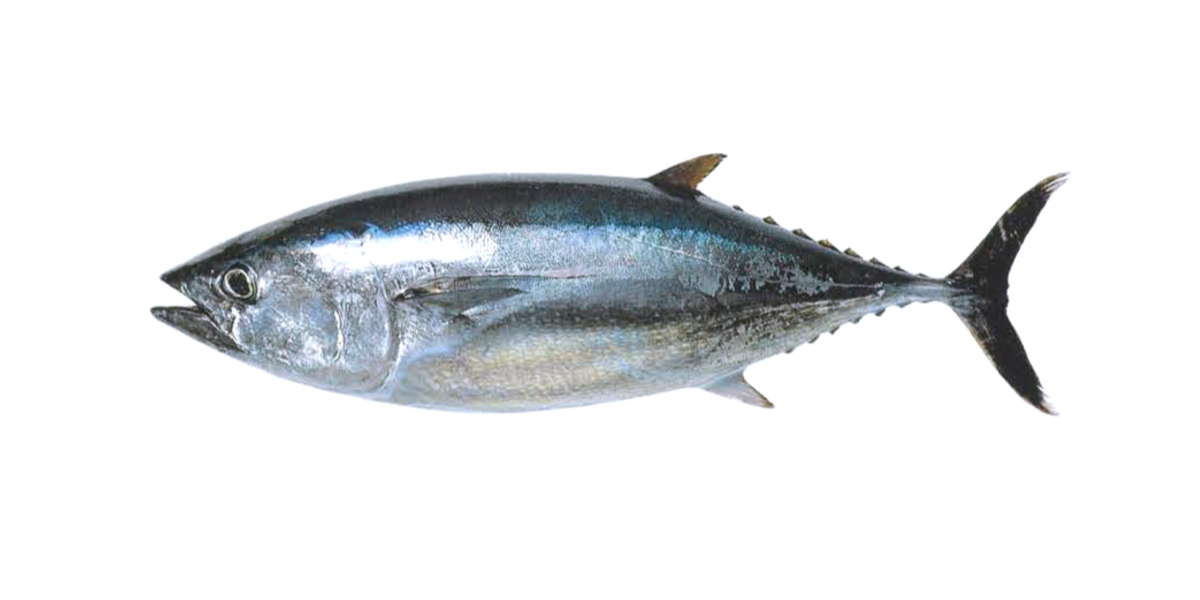 Cá ngừ vây xanh otoro