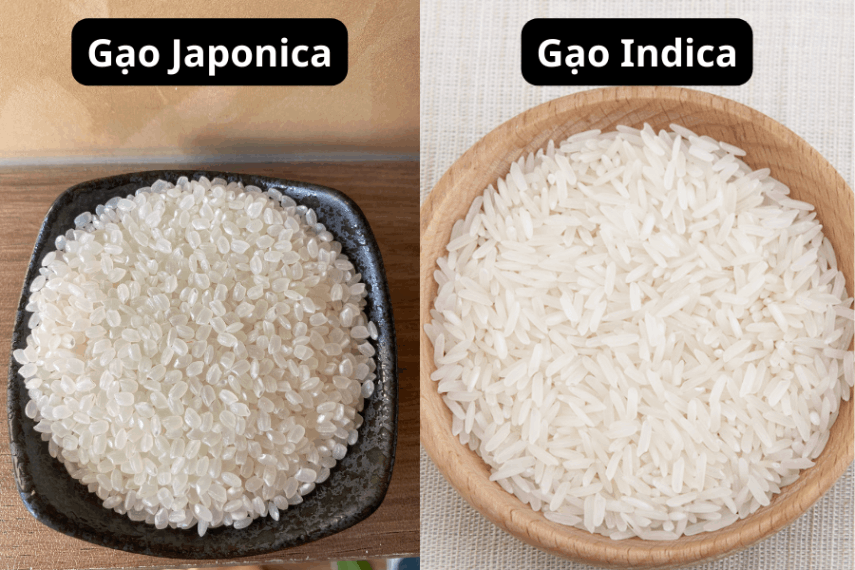 hat-gao-nhat-akira-rice