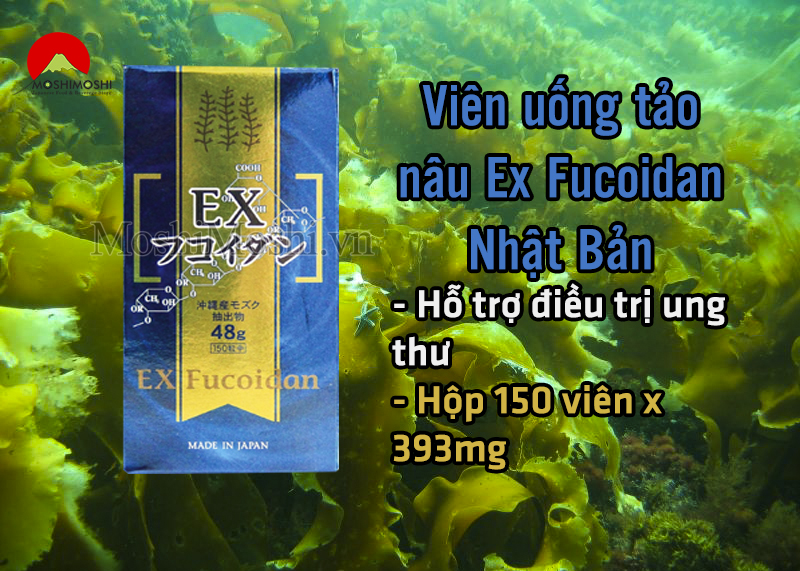 Rong biển tươi Nhật Bản điều trị ung thư.