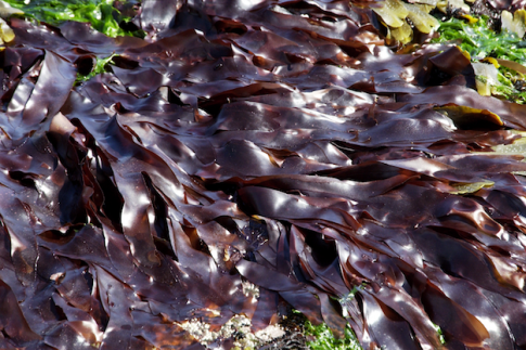 tảo nâu Fucoidan
