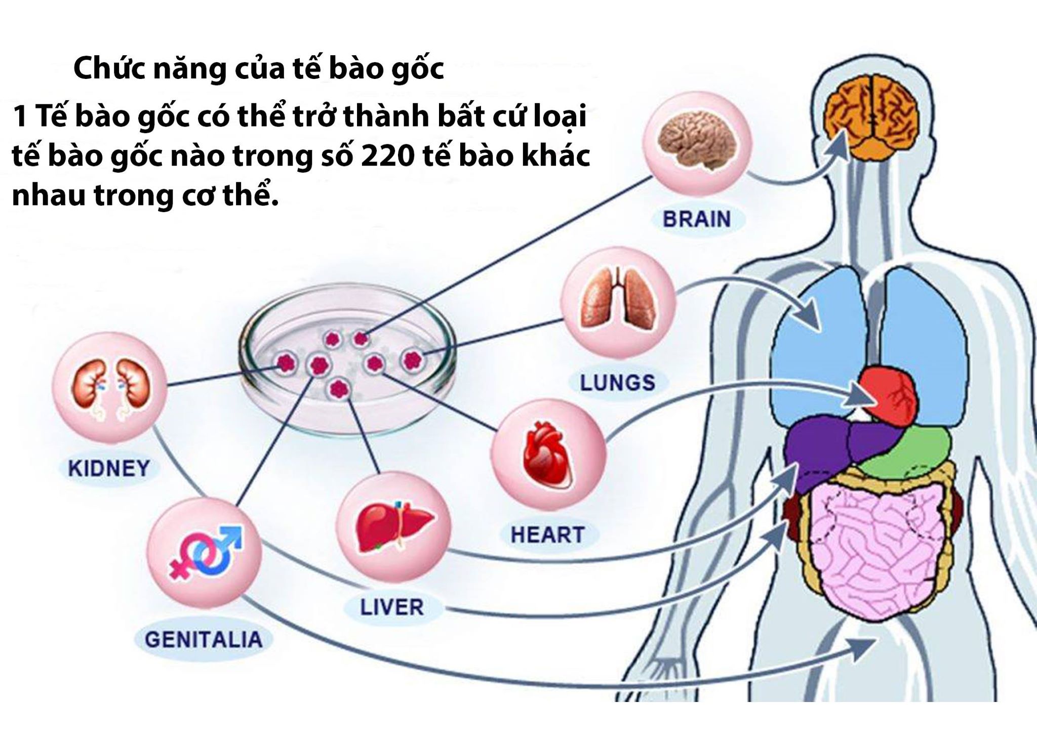 Tế bào gốc- sự đột phá của y học.