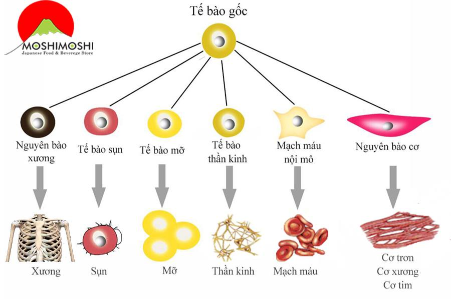 Tế bào gốc- sự đột phá của y học.