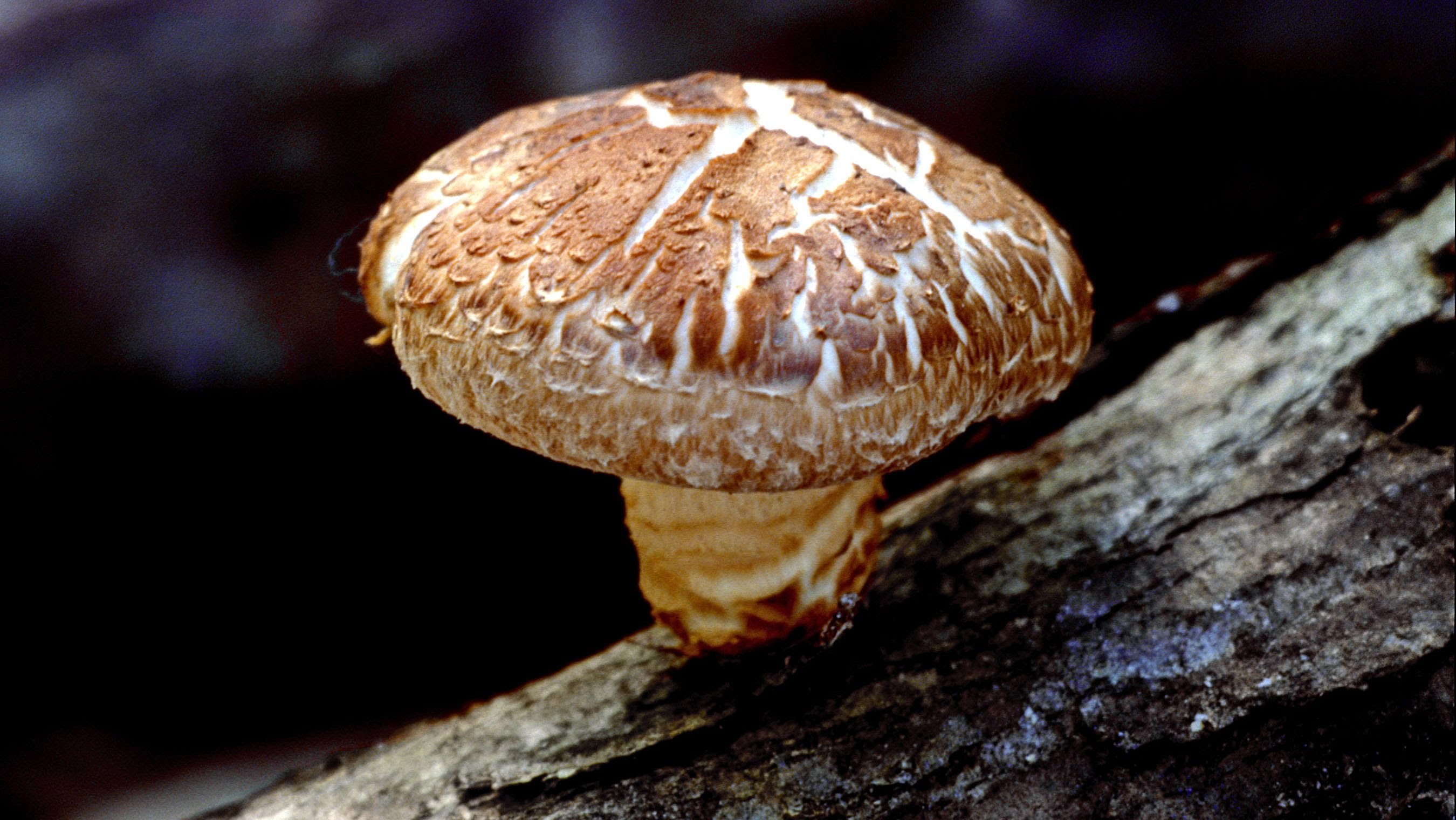 Nấm đông cô Nhật Shitake nấm hương