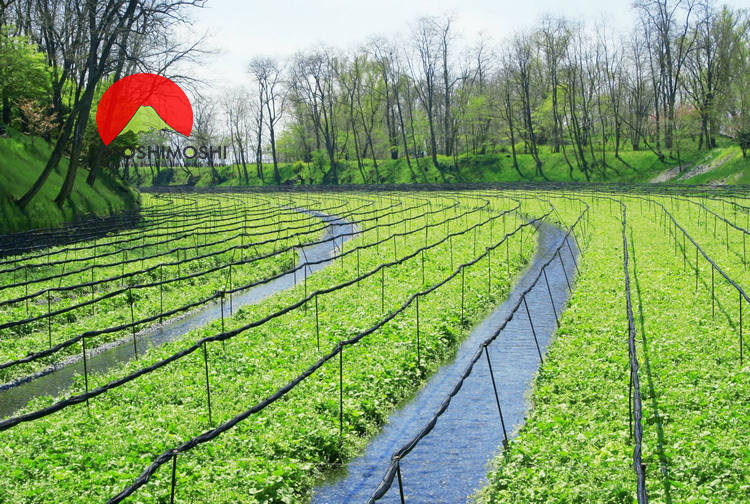 wasabi mọc theo những con suối 