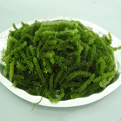 3. Lợi ích sức khỏe của Rong Nho Nhật