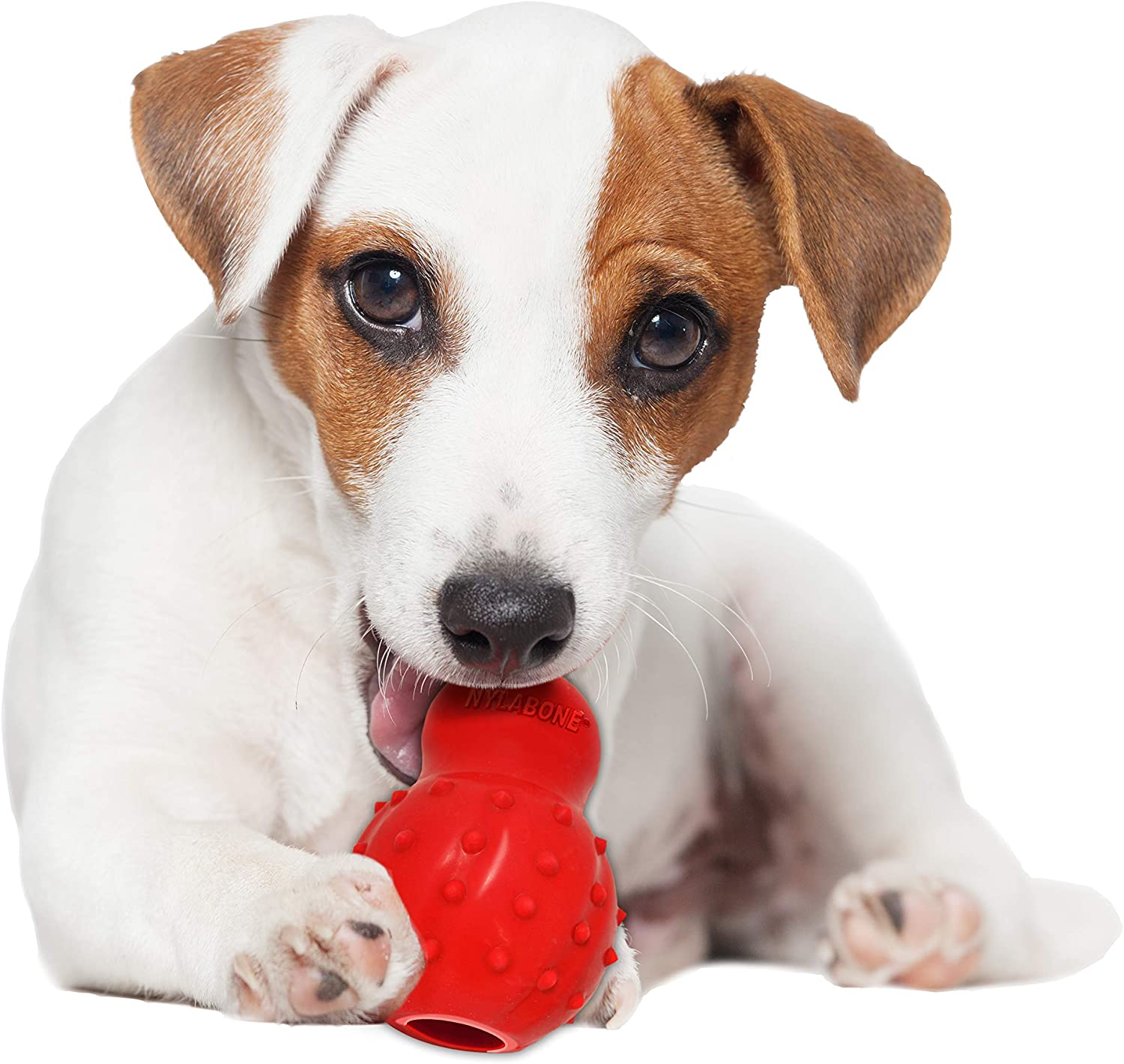 Nylabone Strong Chew Cone Stuffable Chew Toy for Dogs Bacon Flavor Small/Regular - Up to 25 Ibs
