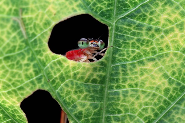 Chụp ảnh Macro côn trùng