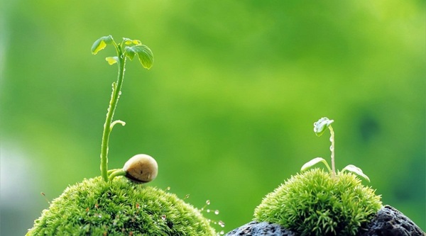 Chụp ảnh Macro trừu tượng sáng tạo