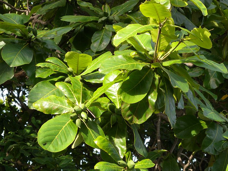 chong-lao-hoa-da