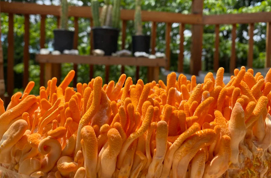 FAQ – 10 Câu Hỏi Thường Gặp Khi Mua Đông Trùng Hạ Thảo