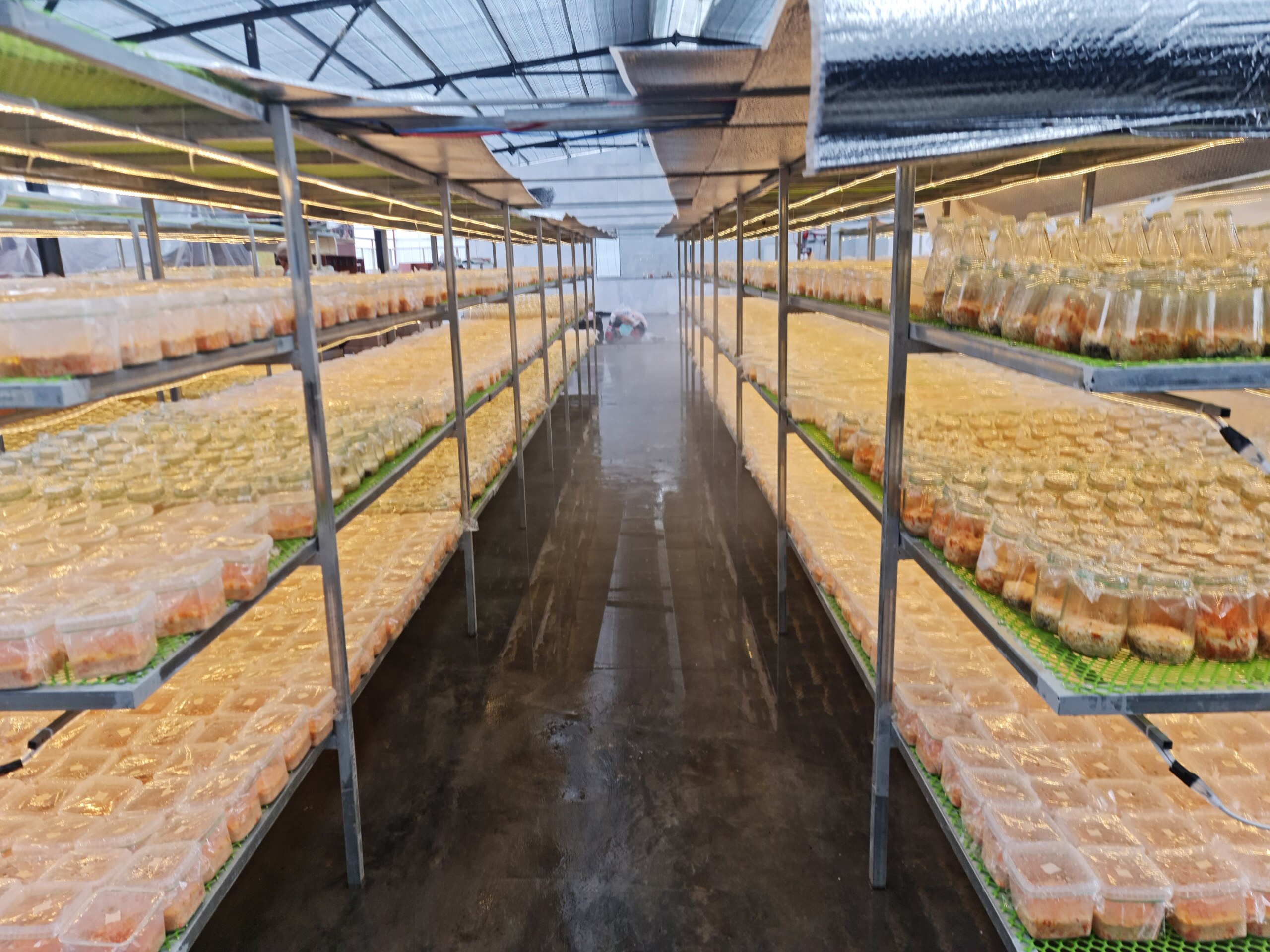 Công ty Song Bill chuẩn bị khai trương điểm tham quan Quy trình nuôi cấy Đông trùng Hạ thảo