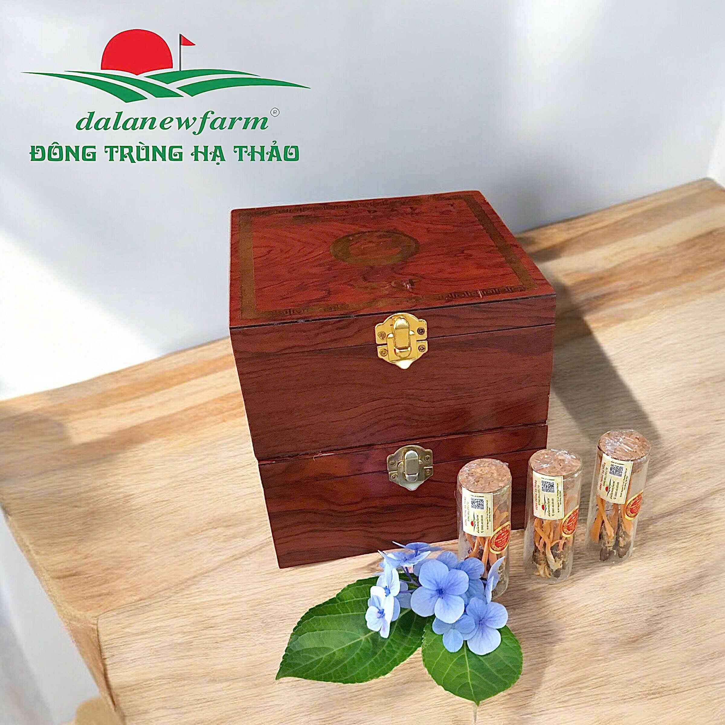 [ SET QUÀ TẶNG ] Hộp nhộng Đông trùng hạ thảo Dalatnewfarm (12 con)