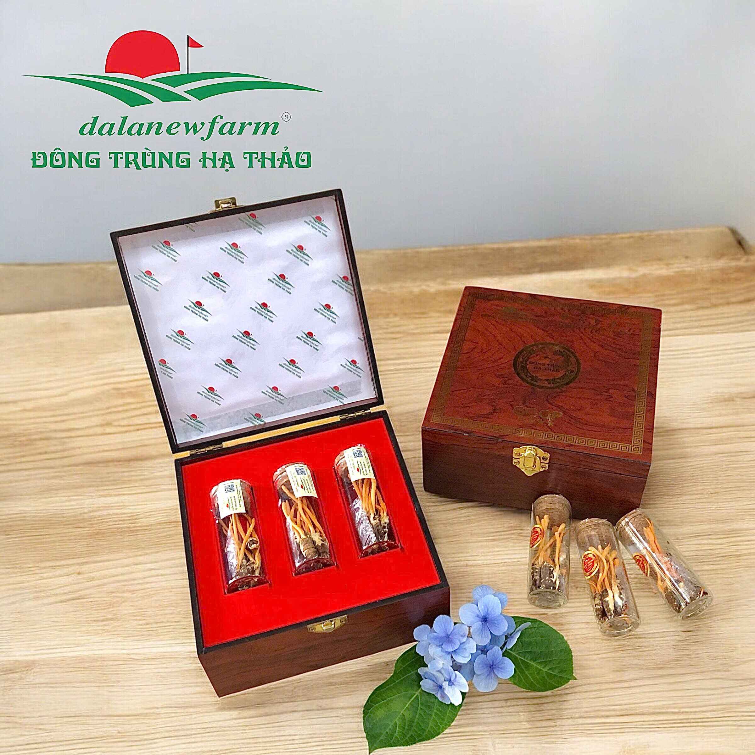 [ SET QUÀ TẶNG ] Hộp nhộng Đông trùng hạ thảo Dalatnewfarm (12 con)
