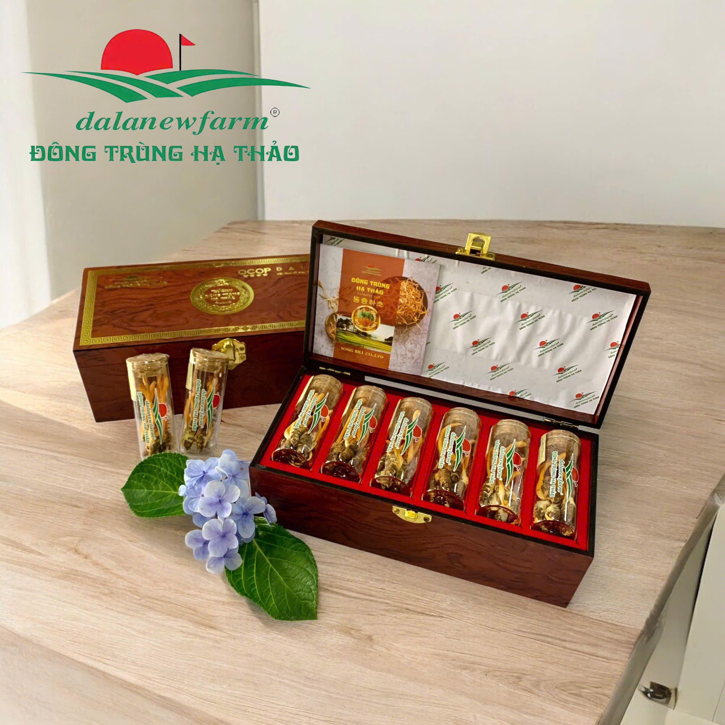 [ SET QUÀ TẶNG ] Hộp nhộng Đông trùng hạ thảo Dalatnewfarm (24 con)