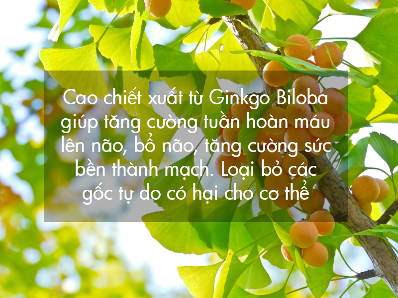 tac-dung-cua-ginkgo-biloba-trong-dieu-tri-roi-loan-tien-dinh