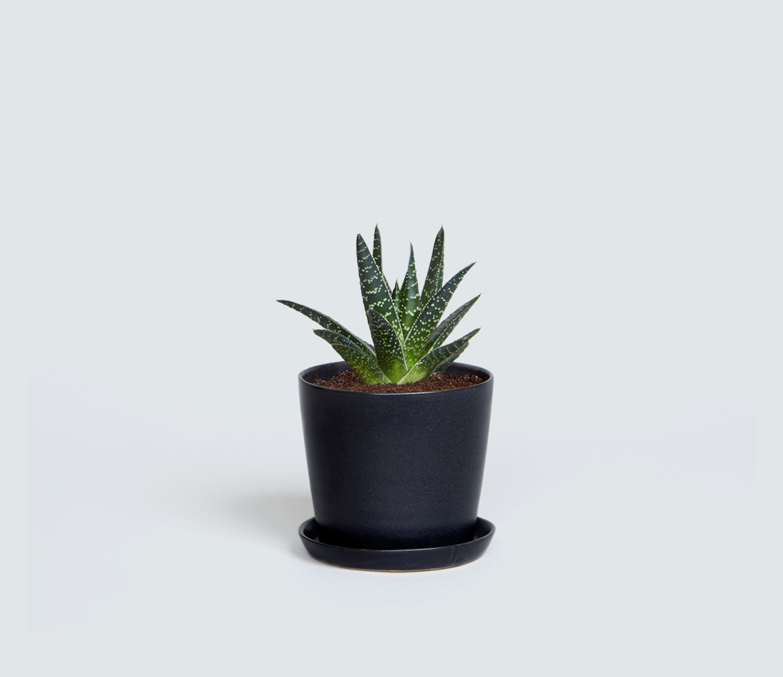 cay-truc-nhat