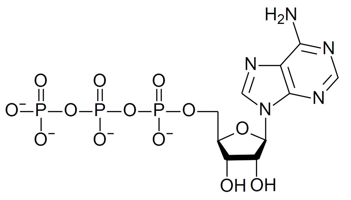 Adenosine triphosphate (ATP) là 