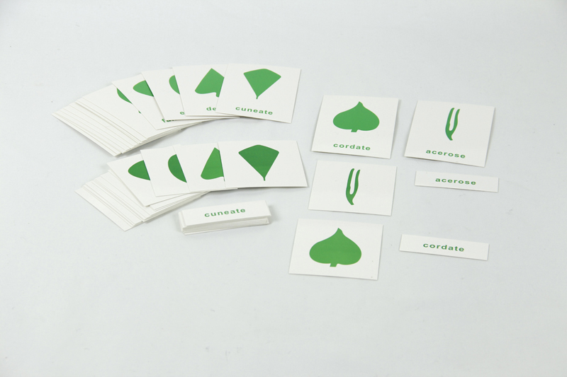 Botany Cabinet Nomenclature Cards