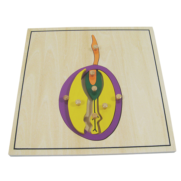 ghép hình hạt cây