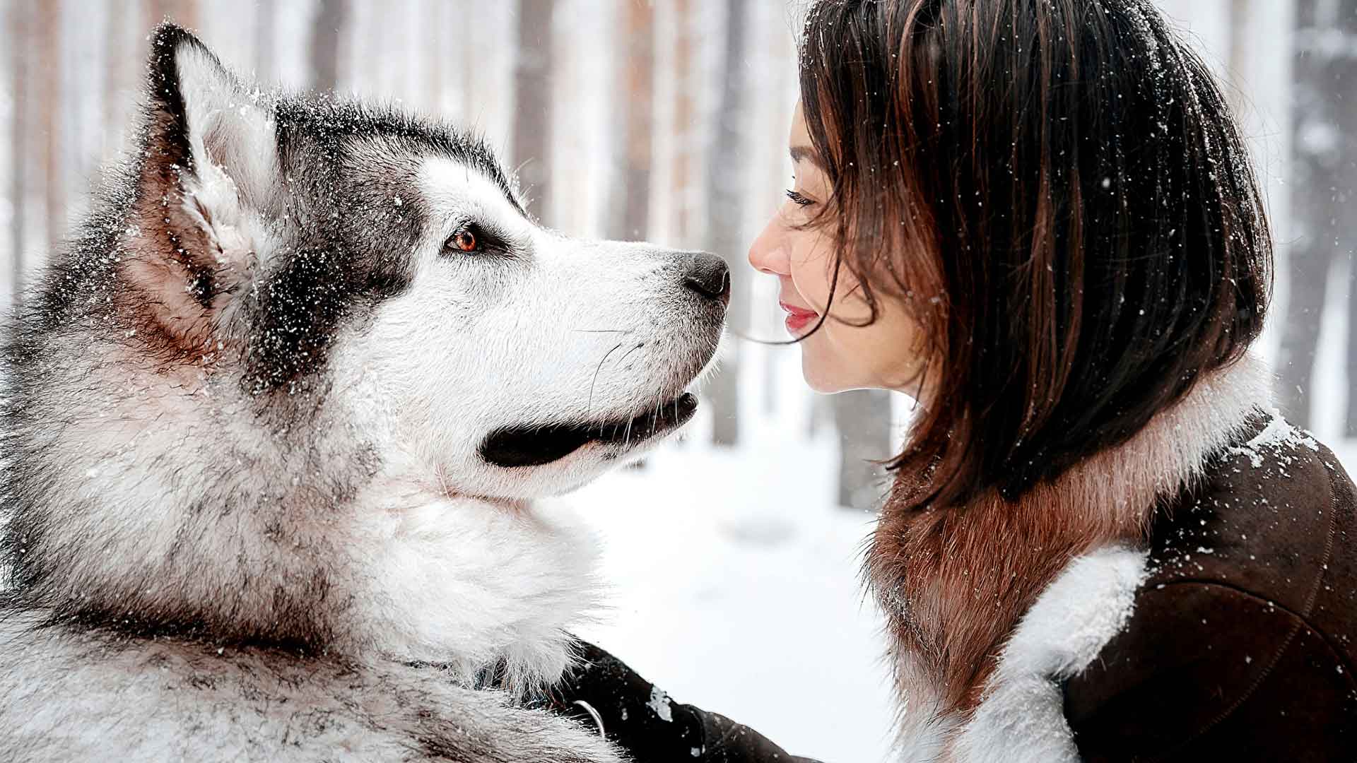 Chó Alaska Malamute Huyền Thoại – Bí Mật Chưa Bật Mí