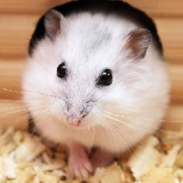 Đặc Điểm, Cách Nuôi Và Địa Chỉ Bán Chuột Hamster Winter White Giá Rẻ Đặc Điểm, Cách Nuôi Và Địa Chỉ Bán Chuột Hamster Winter White Giá Rẻ