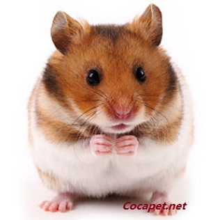 Hamster Bear