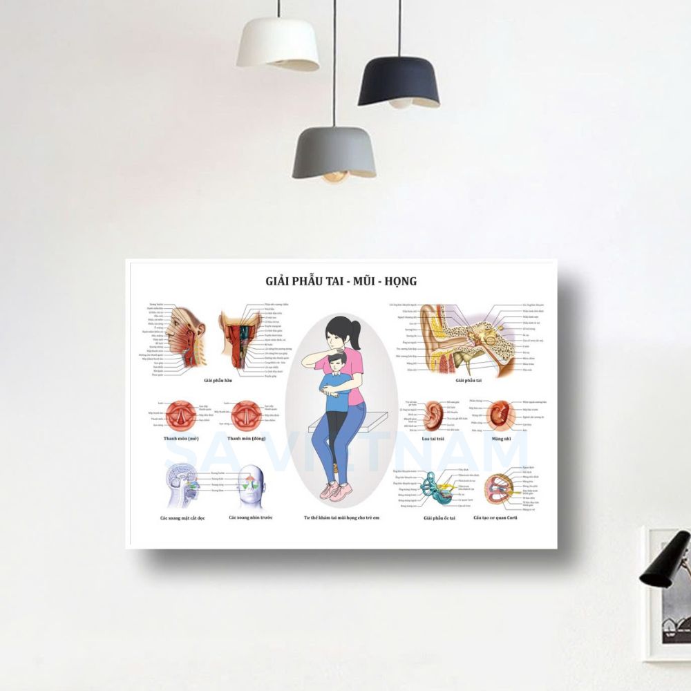 Tranh giải phẫu tai mũi họng