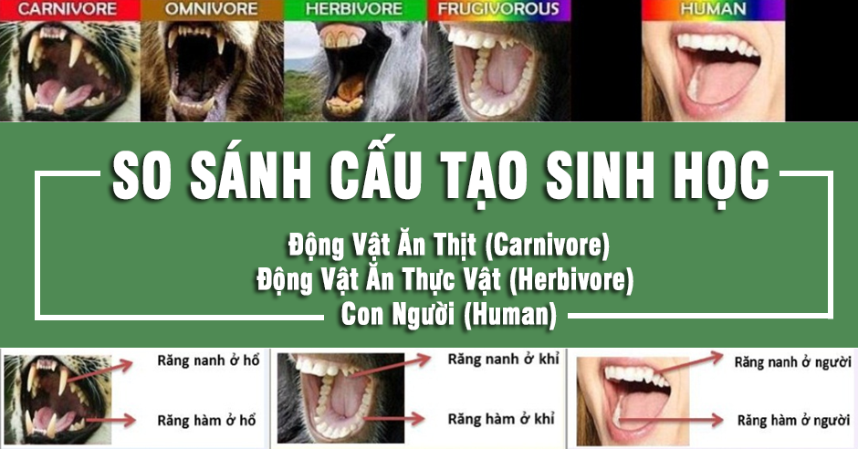 so-sanh-cau-tao-sinh-hoc-giua-dong-vat-an-thit-dong-vat-an-thuc-vat-con-nguoi-thuc-pham-thuan-chay-thuan-thuc-vat-quang-duyen-1.png