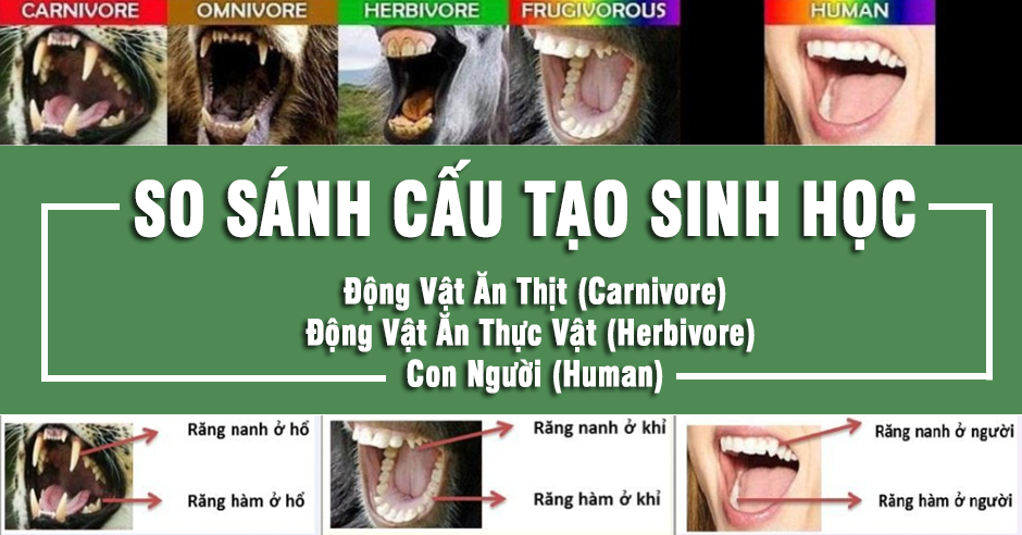 So Sánh Cấu Tạo Sinh Học Giữa Động Vật Ăn Thịt, Động Vật Ăn Thực Vật, Con Người