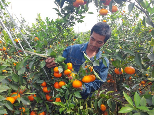 THÔNG BÁO ĐƠN HÀNG TRỒNG CÂY ĂN QUẢ (CÂY QUÝT)