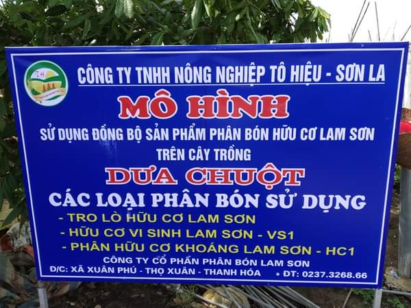 Mô hình sử dụng phân bón Lam Sơn cho cây dưa chuột tại tỉnh Sơn La