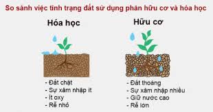 Sự khác biệt giữa phân bón hữu cơ Lam Sơn và phân bón hóa học